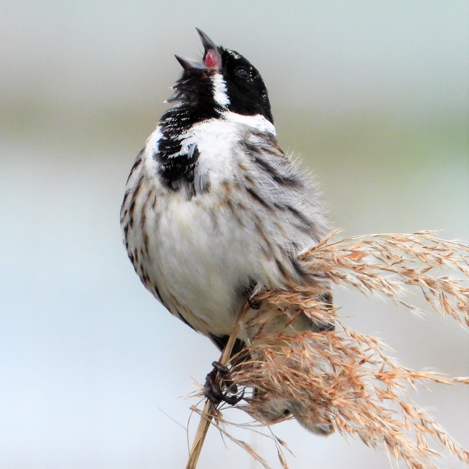 Rietgors - Vogels - Rietgors