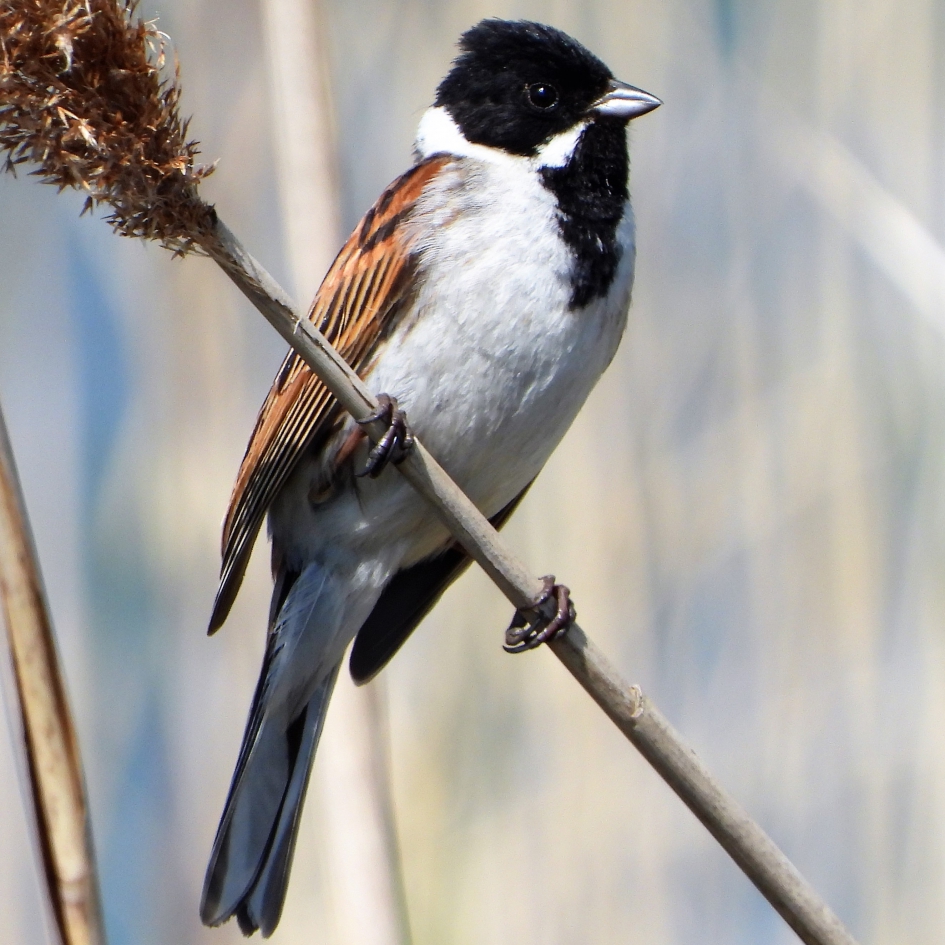 Rietgors - Vogels - Rietgors