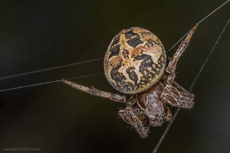 Rietkruisspin (Larinioides cornutus)