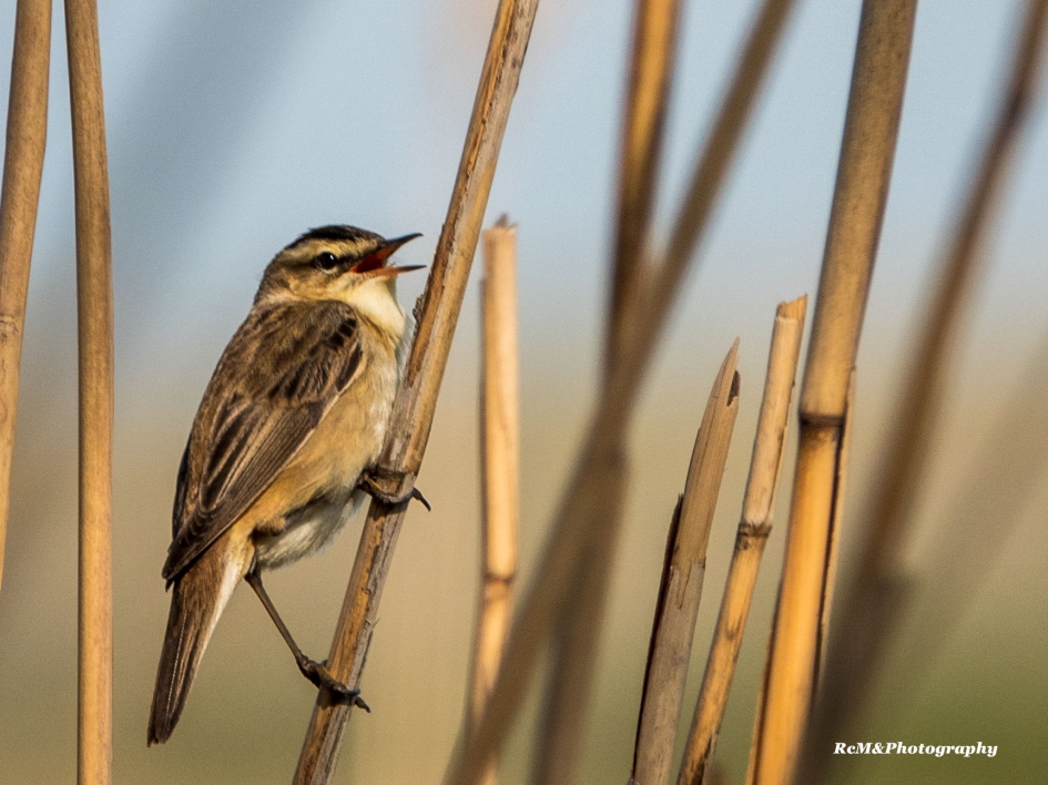 Rietzanger. - Vogels - Rietzanger.