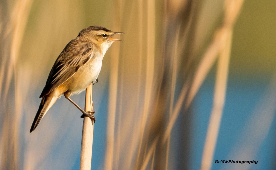 Rietzanger. - Vogels - Rietzanger.