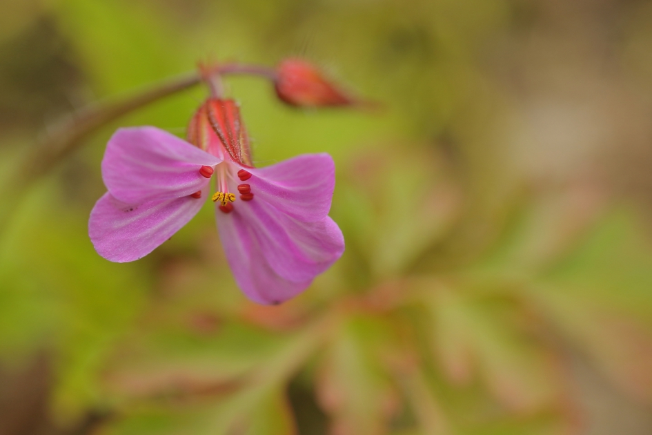 Robertskruid - Planten - Robertskruid