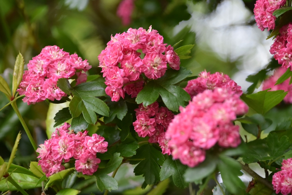 Rode meidoorn - Planten - 