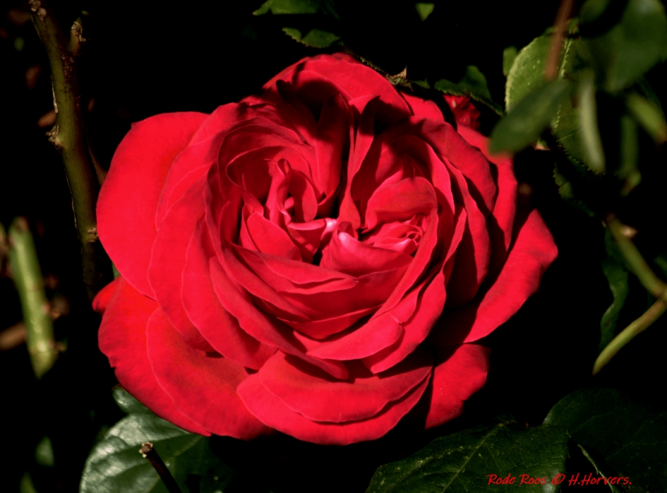 Rode Roos - Planten - Rode Roos