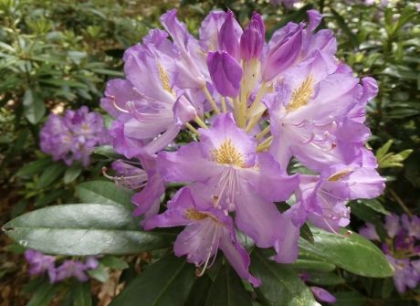 Rododendron
