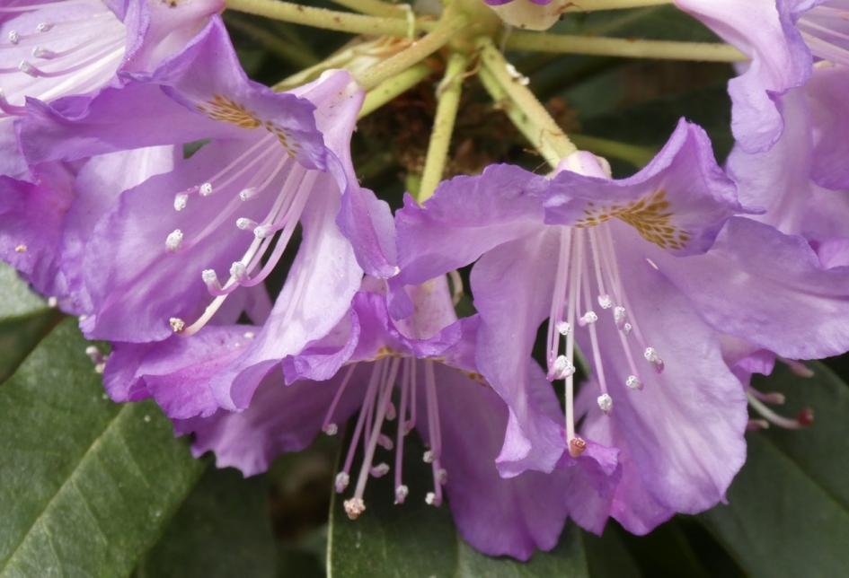 Rododendron - Planten - 