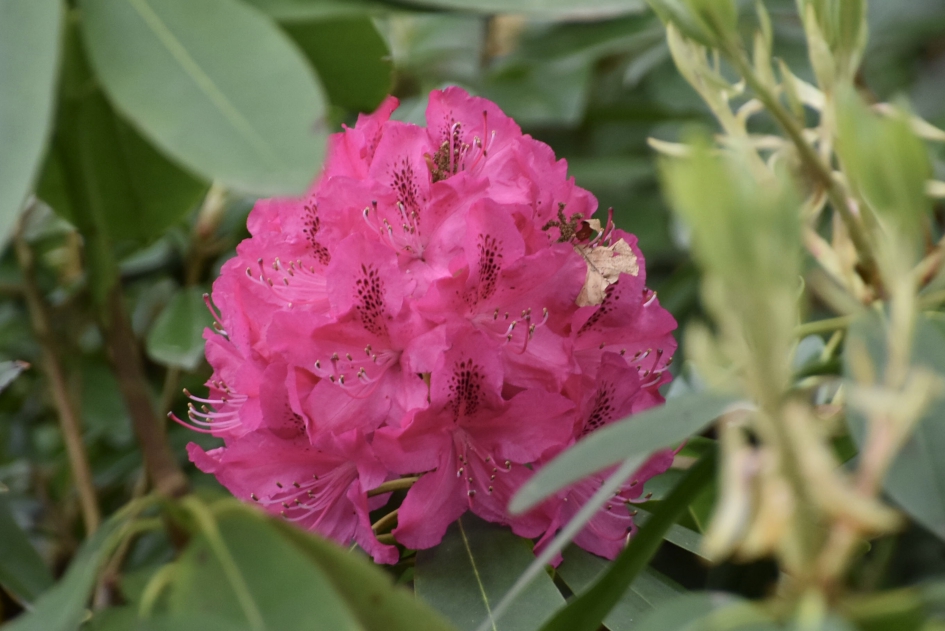 Rododendron - Planten - 
