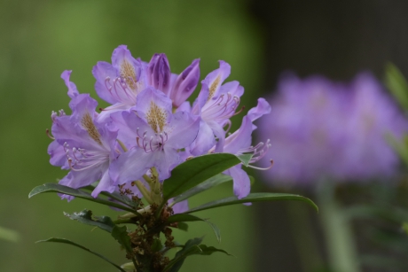 Rododendron