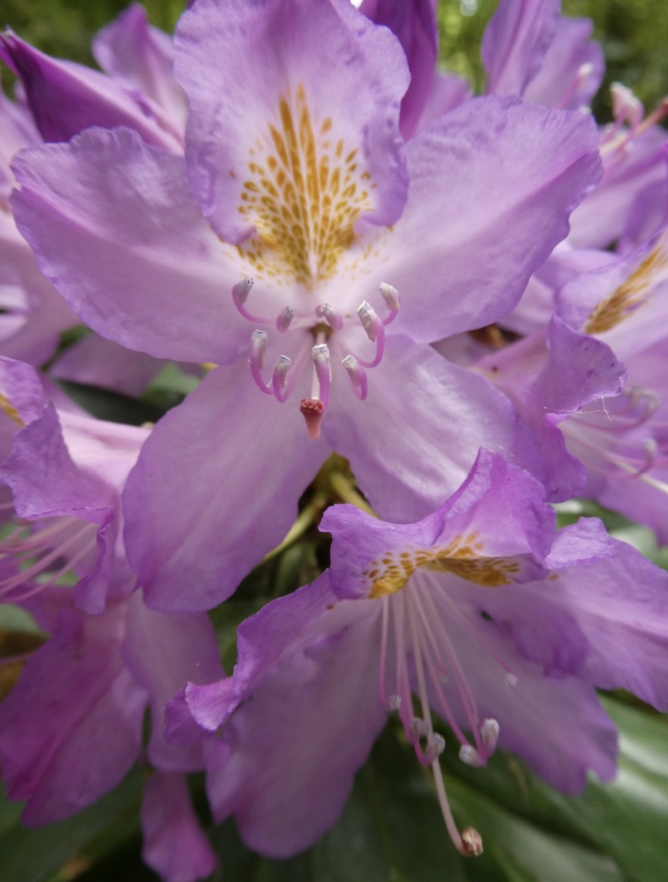 Rododendron - Planten - 