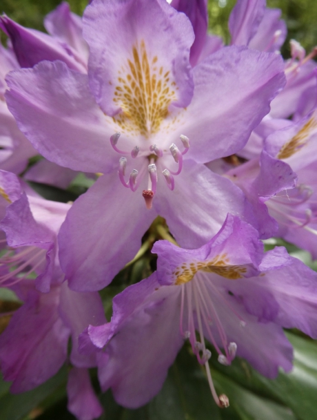 Rododendron