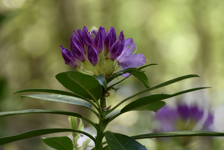 Rododendron - Planten - 