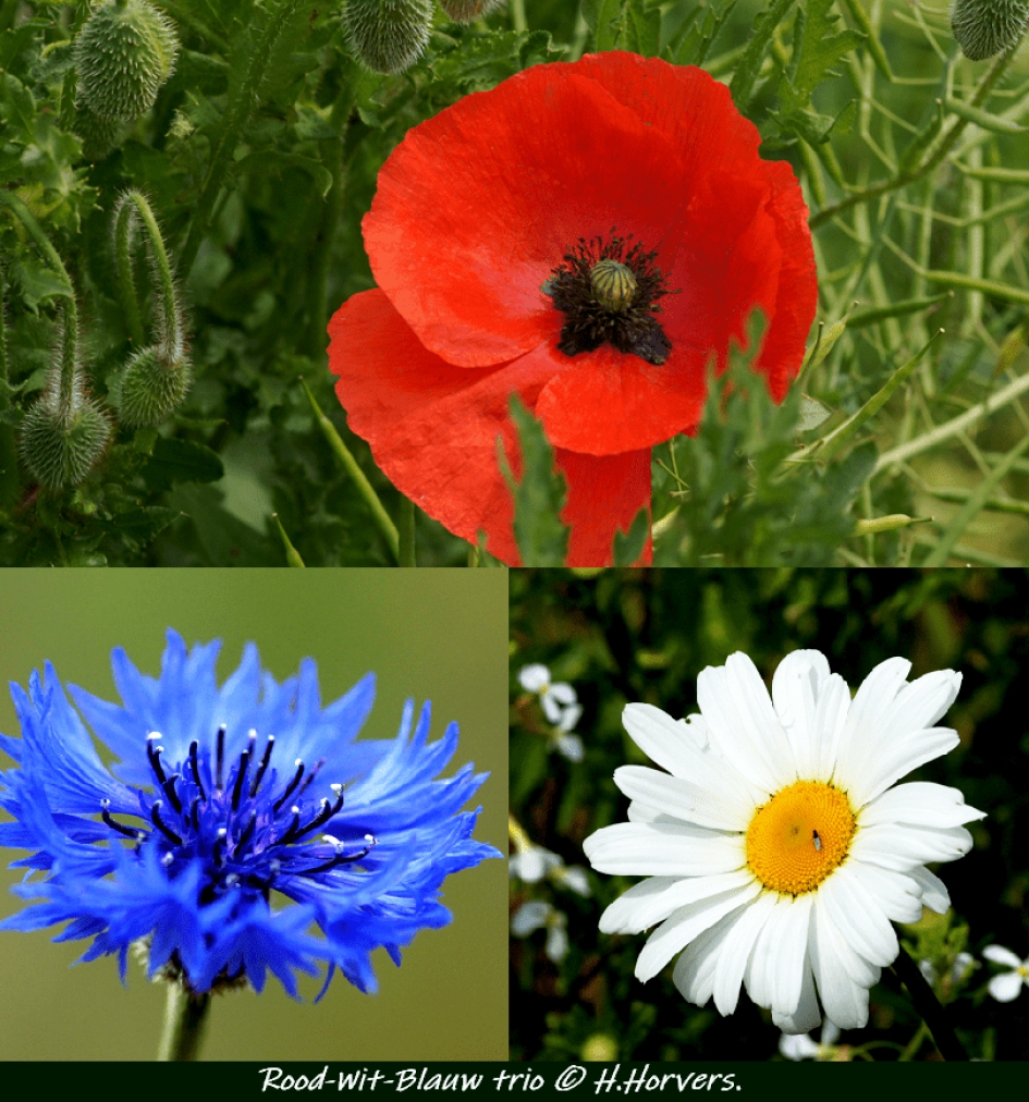 Rood-Wit-Blauw trio. - Planten - Veldbloemen