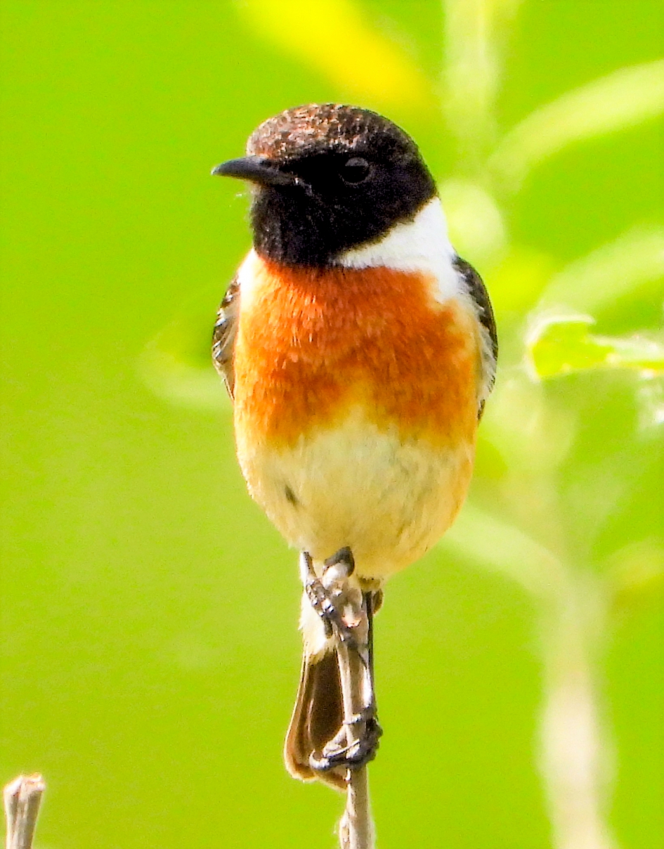Roodborsttapuit. - Vogels - Roodborsttapuit.