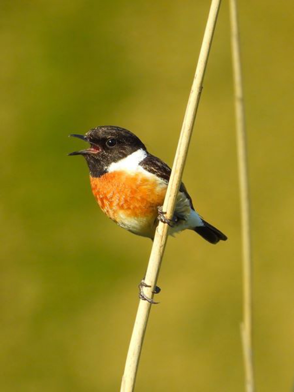 Roodborsttapuit  (Saxicola Rubicola) - Vogels - Roodborsttapuit