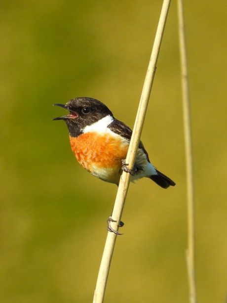 Roodborsttapuit  (Saxicola Rubicola)