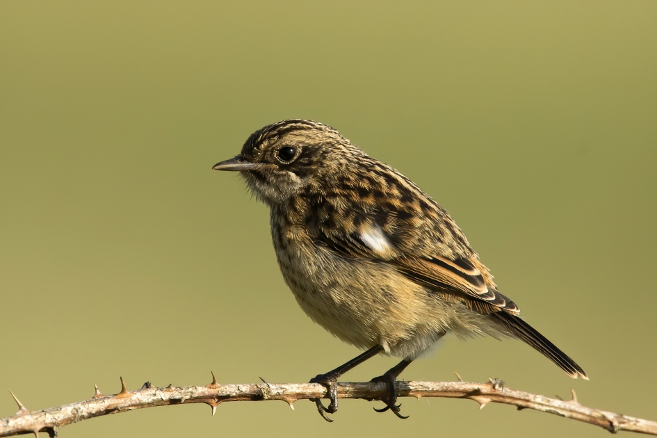 Roodborsttapuitje ... - Vogels - Roodborsttapuit