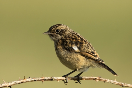 Roodborsttapuitje ...