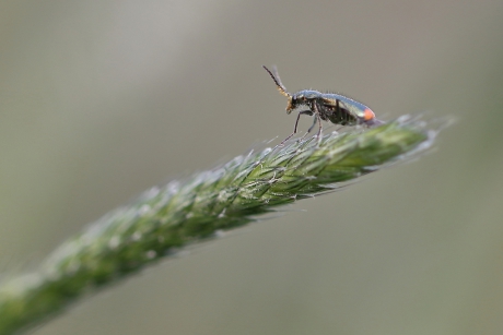 roodtipbasterdweekschild