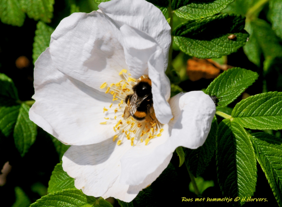 Roos met gast - Planten - Roos