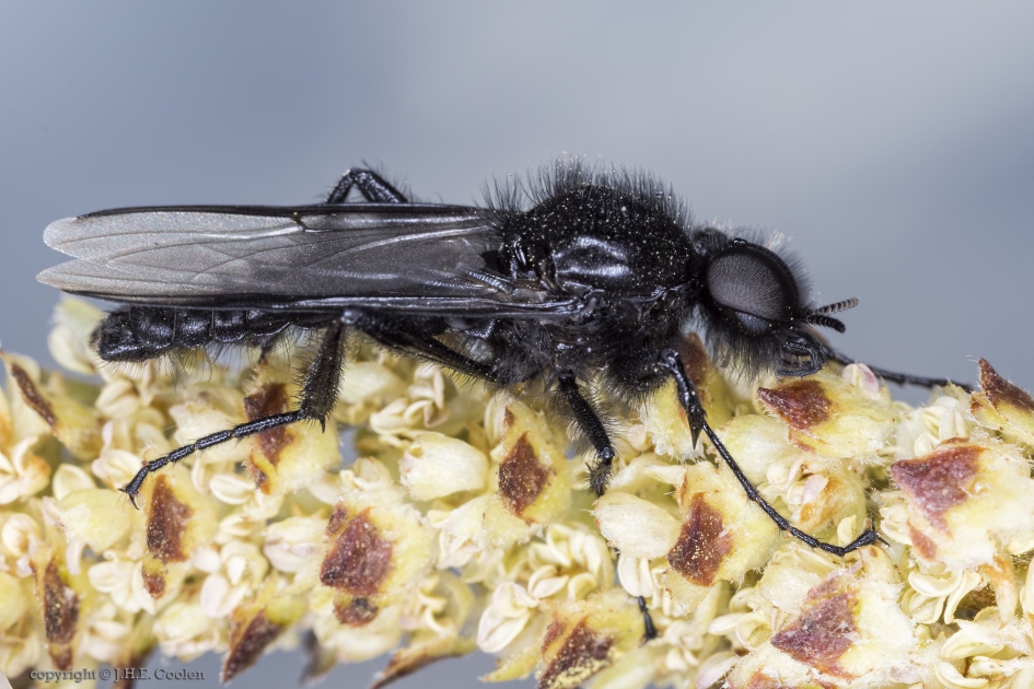 Rouwvlieg (Bibio marci) man - Geleedpotigen - Rouwvlieg