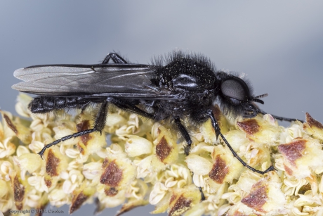 Rouwvlieg (Bibio marci) man