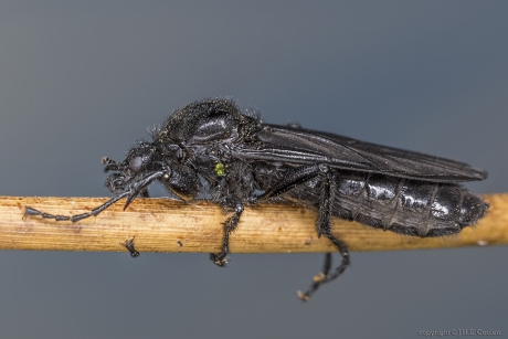 Rouwvlieg (Bibio marci) vrouw