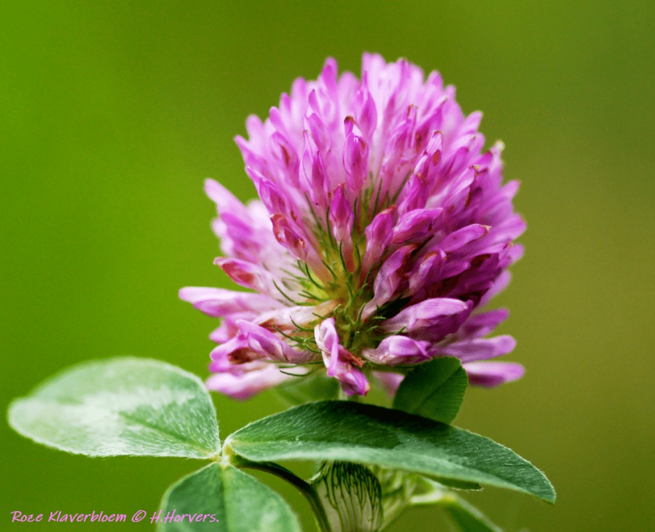 Roze Klaverbloem. - Planten - Roze Klaverbloem.