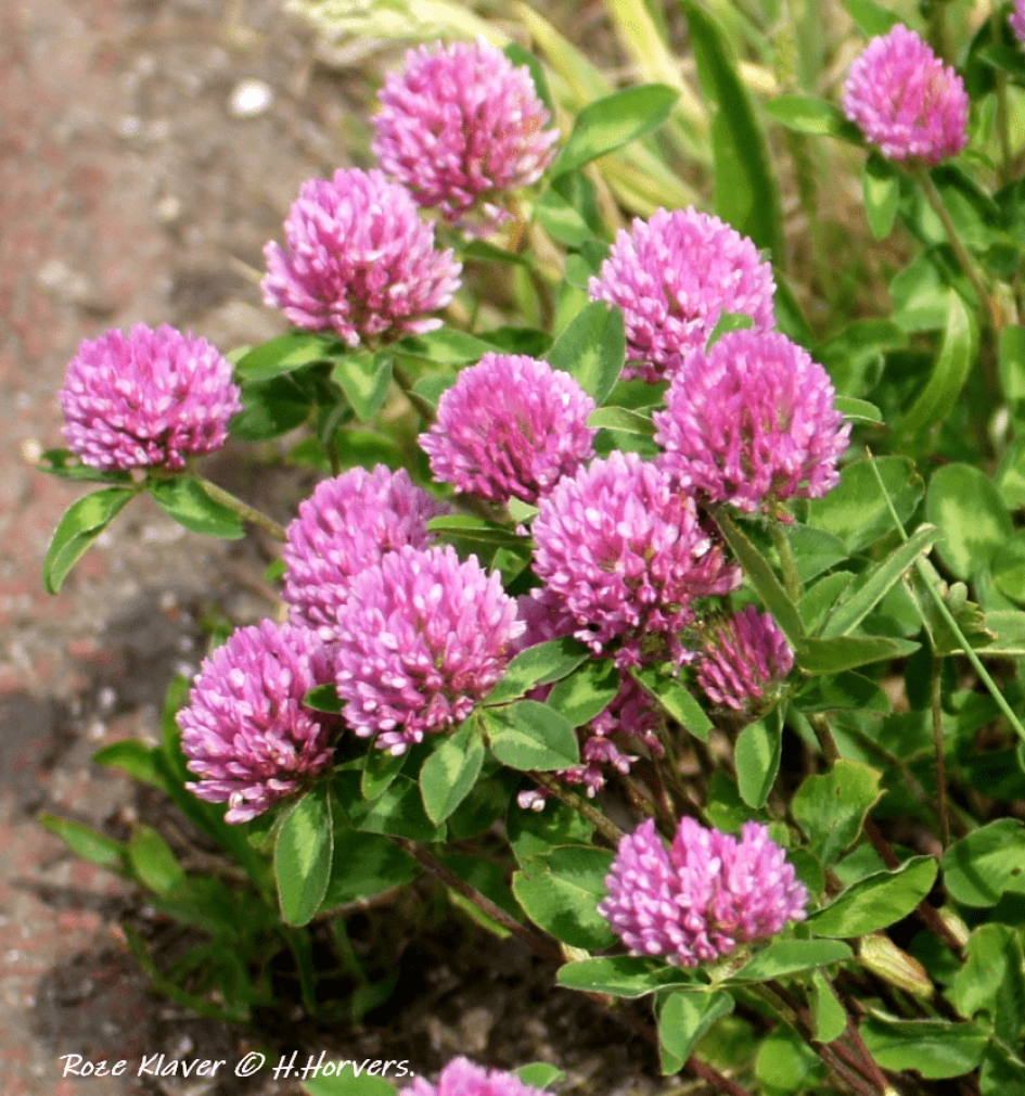 Roze Klaverbloemen - Planten - Roze Klaverbloemen