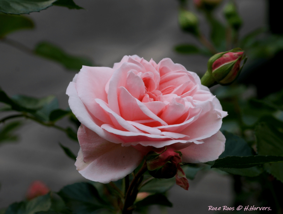 Roze Roos - Planten - Roze Roos