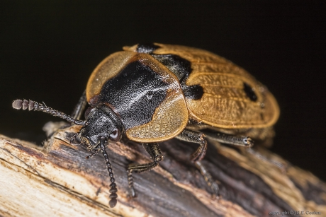 Rupsenaaskever (Dendroxena quadrimaculata)