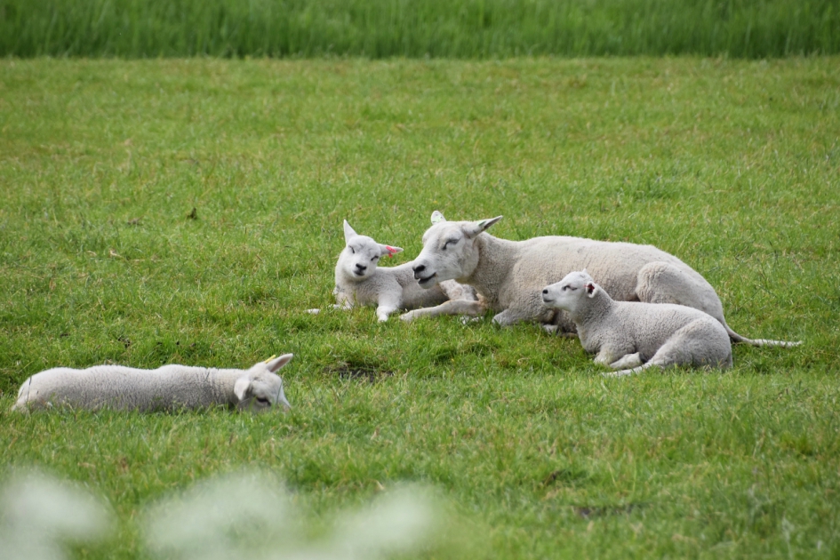 Schapen familie - Zoogdieren - 