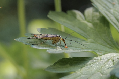 Schorpioen met prooi