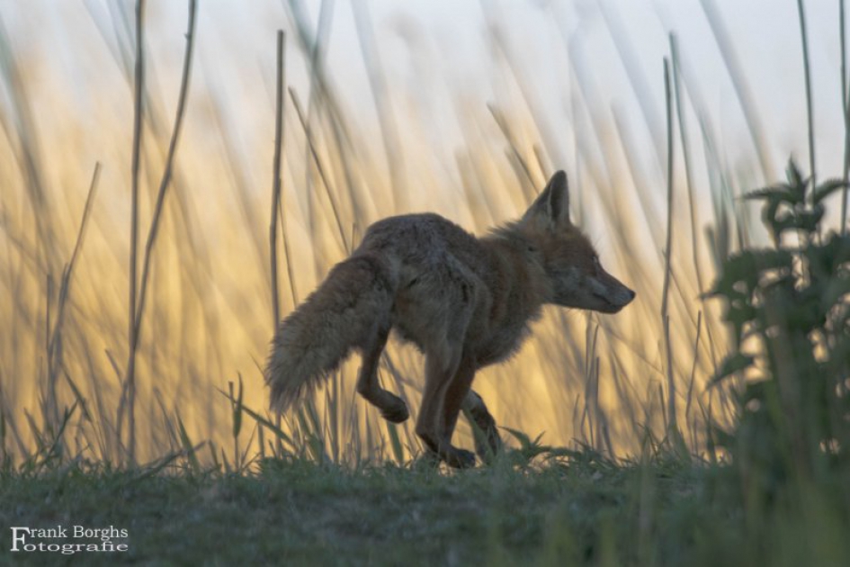 Schuwe vos - Zoogdieren - Vos