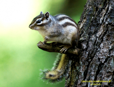 Siberische Grondeekhoorn.