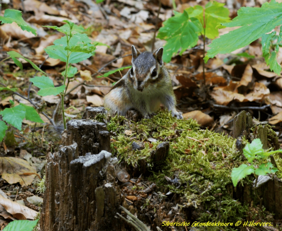 Siberische Grondeekhoorn - Zoogdieren - Siberische Grondeekhoorn