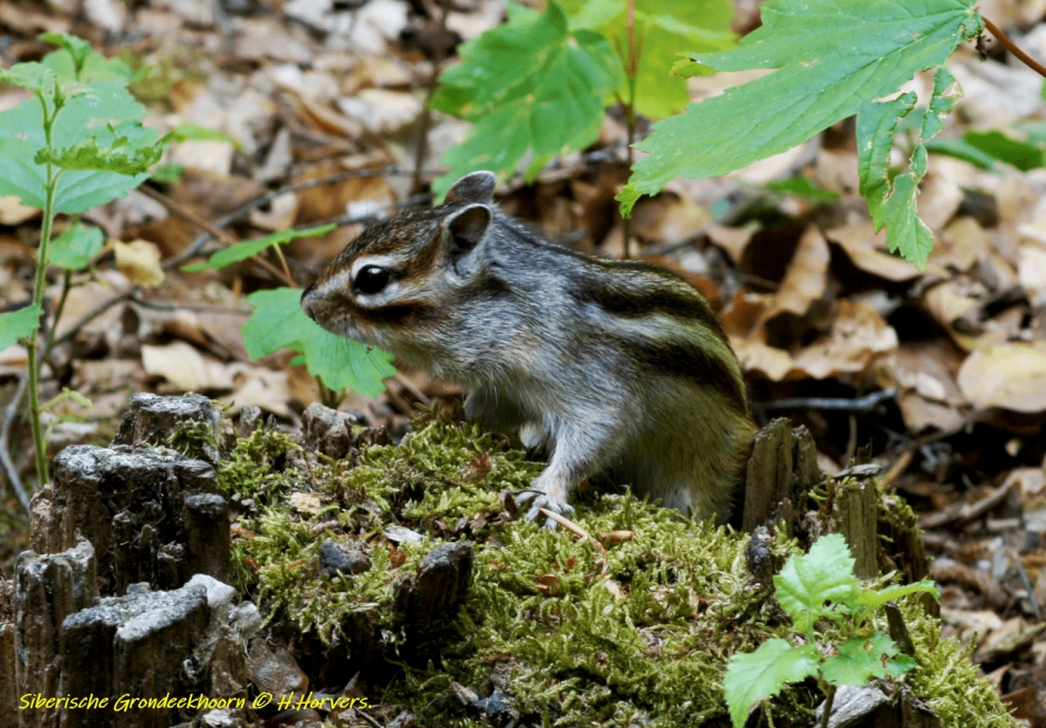 Siberische Grondeekhoorn - Zoogdieren - Siberische Grondeekhoorn
