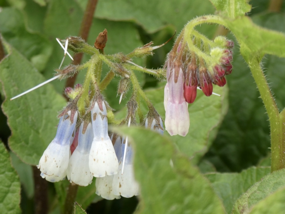 Smeerwortel - Planten - 