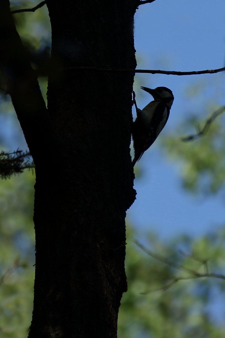 silhouet - Vogels - grote bonte specht