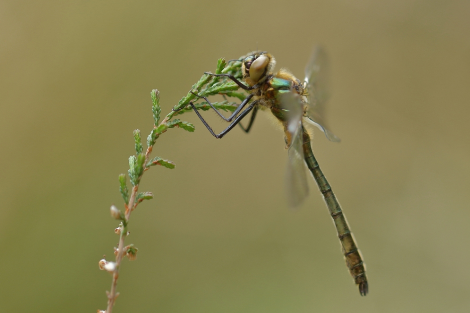 smaragdlibel -m- - Geleedpotigen - smaragdlibel