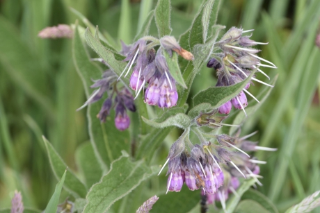 Smeerwortel