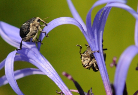 Snuitkevers op de Korenbloemen
