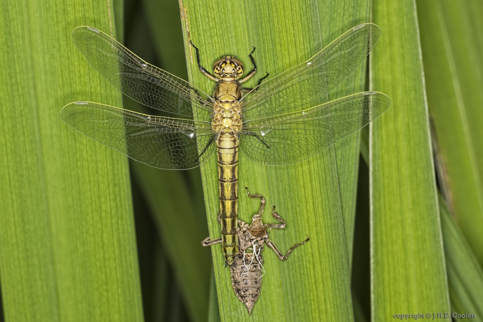 Spreiding...... - Geleedpotigen - Gewone oeverlibel