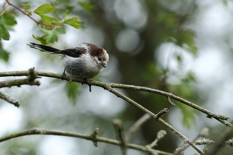 staartmees -juveniel-