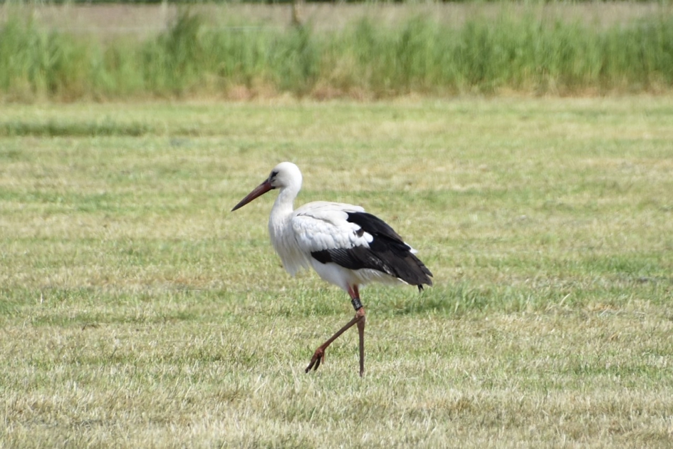 Statige vogel - Vogels - 