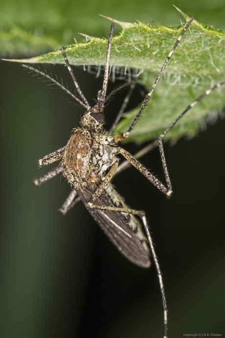 Steekmug onbekend (Culicidae indet.)