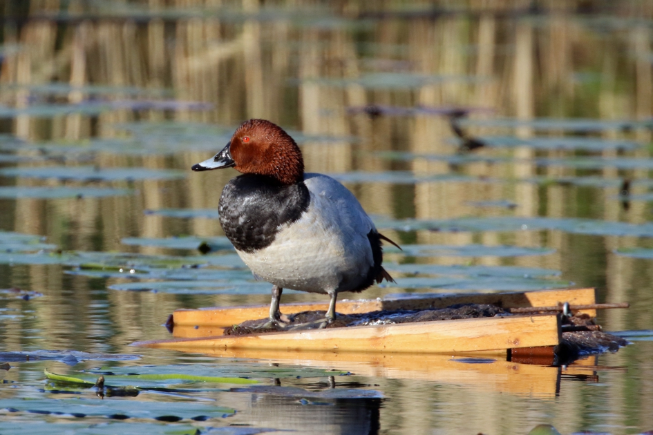 Tafeleend - Vogels - 