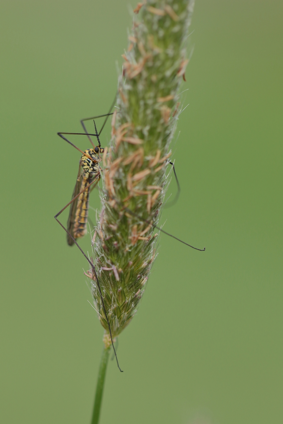 tijgerlangpootmug - Geleedpotigen - tijgerlangpootmug