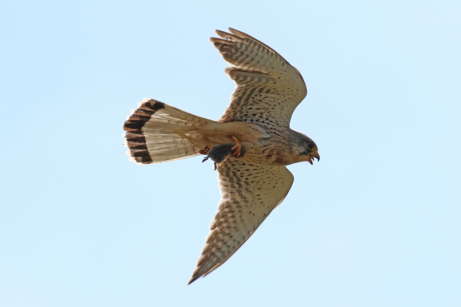 Torenvalk met prooi - Vogels - 