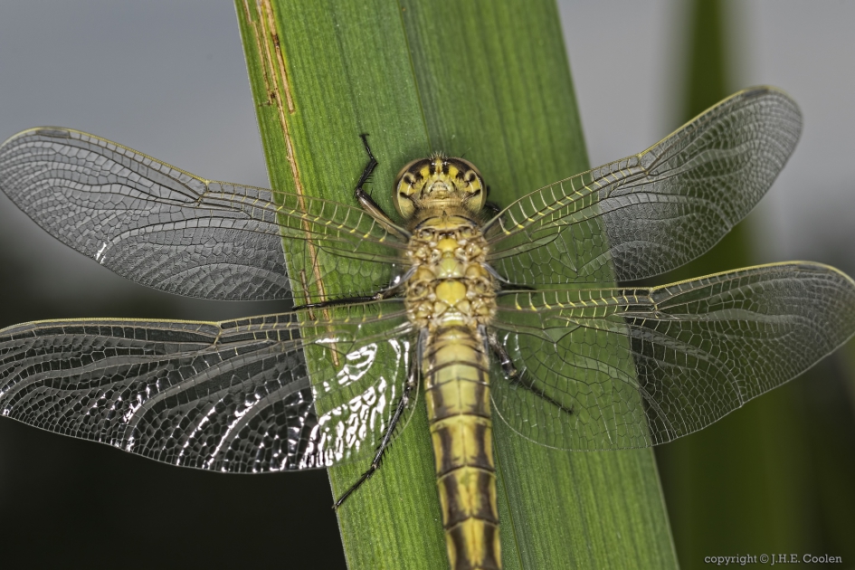 tot hier..... - Geleedpotigen - Gewone oeverlibel