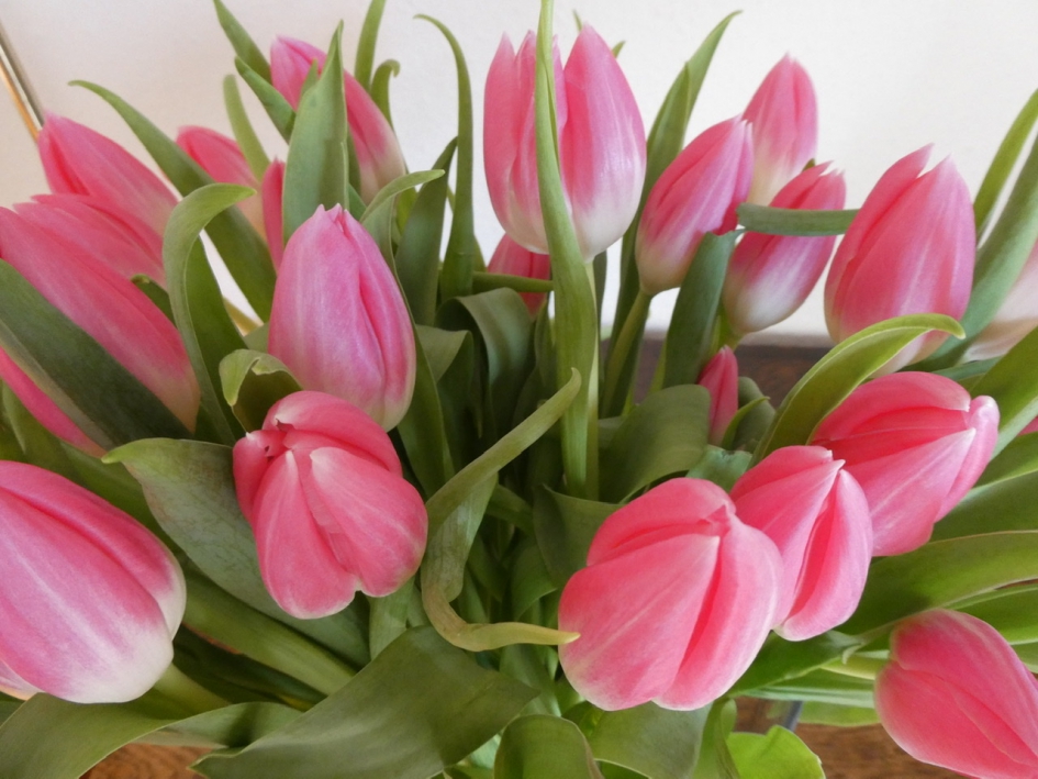 Tulpen - Planten - 